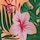 Coral Blush Floral