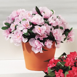 2 Bunches of Azaleas, , large